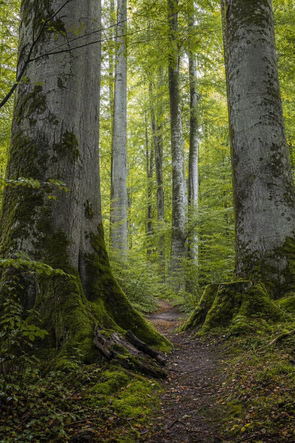 Hohe Buchenstämme und gefiltertes Licht im Wald von Serrahn